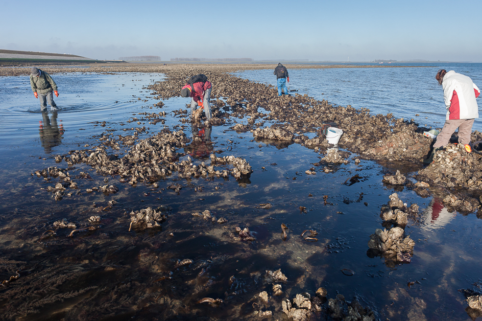 Strandwerkgroep: zeedieren- en -wierenexcursie.