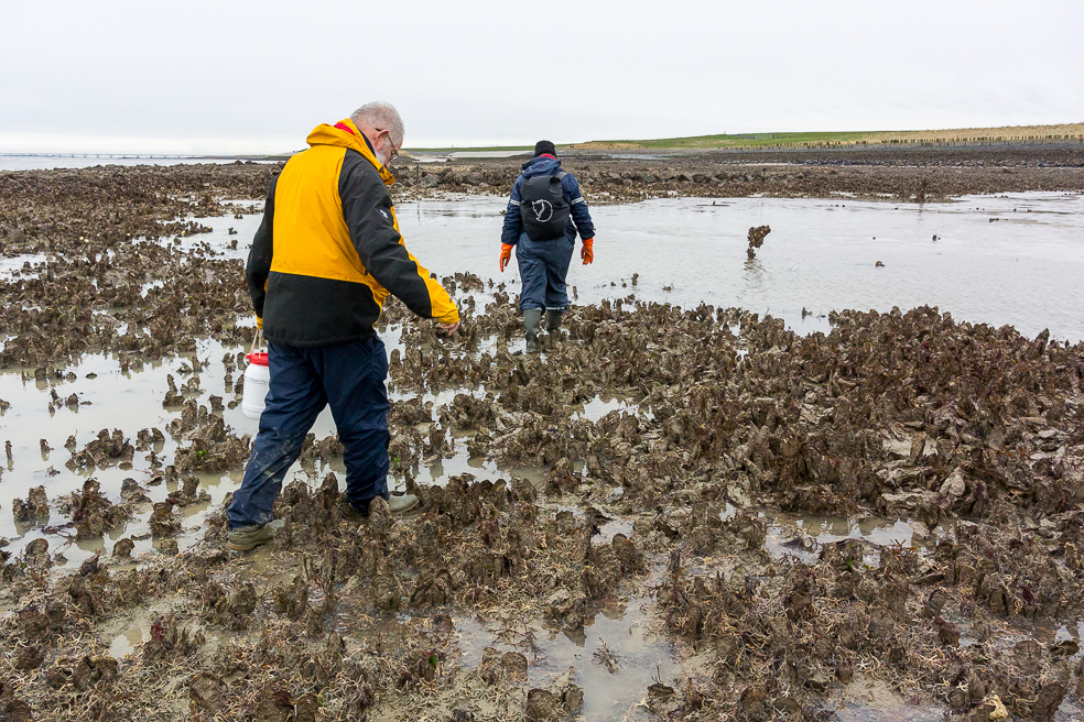 Strandwerkgroep: zeedieren- en -wierenexcursie