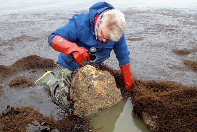 Strandwerkgroep: zeedieren- en -wierenexcursie.