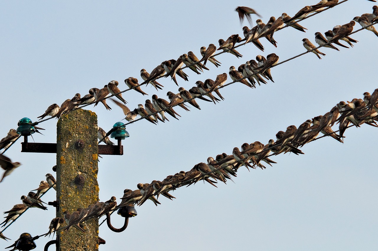 swallows, meeting, break