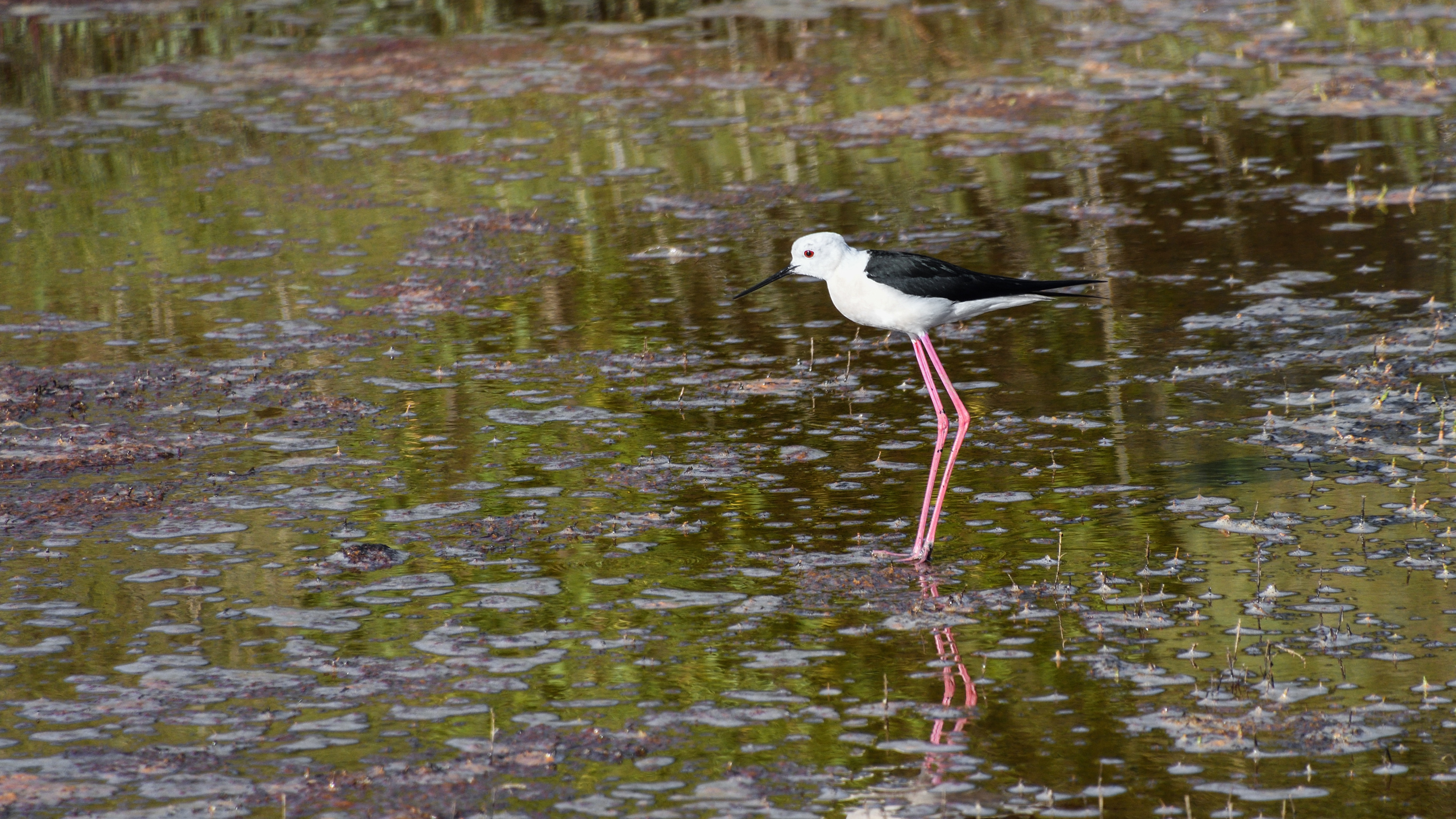 Vogelwerkgroep excursie naar de Broekpolder