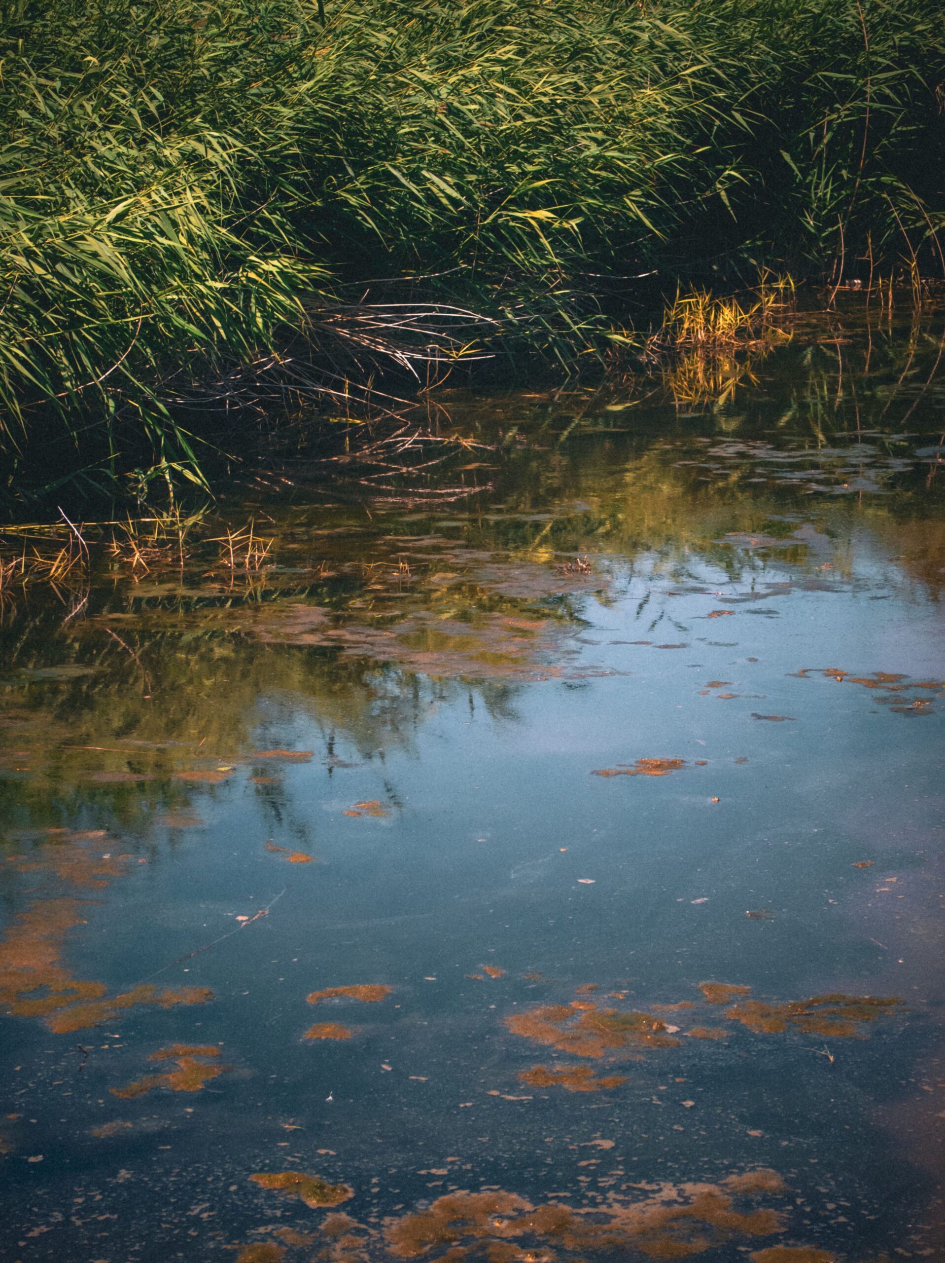 Blauwalg is weer terug in de Krabbeplas