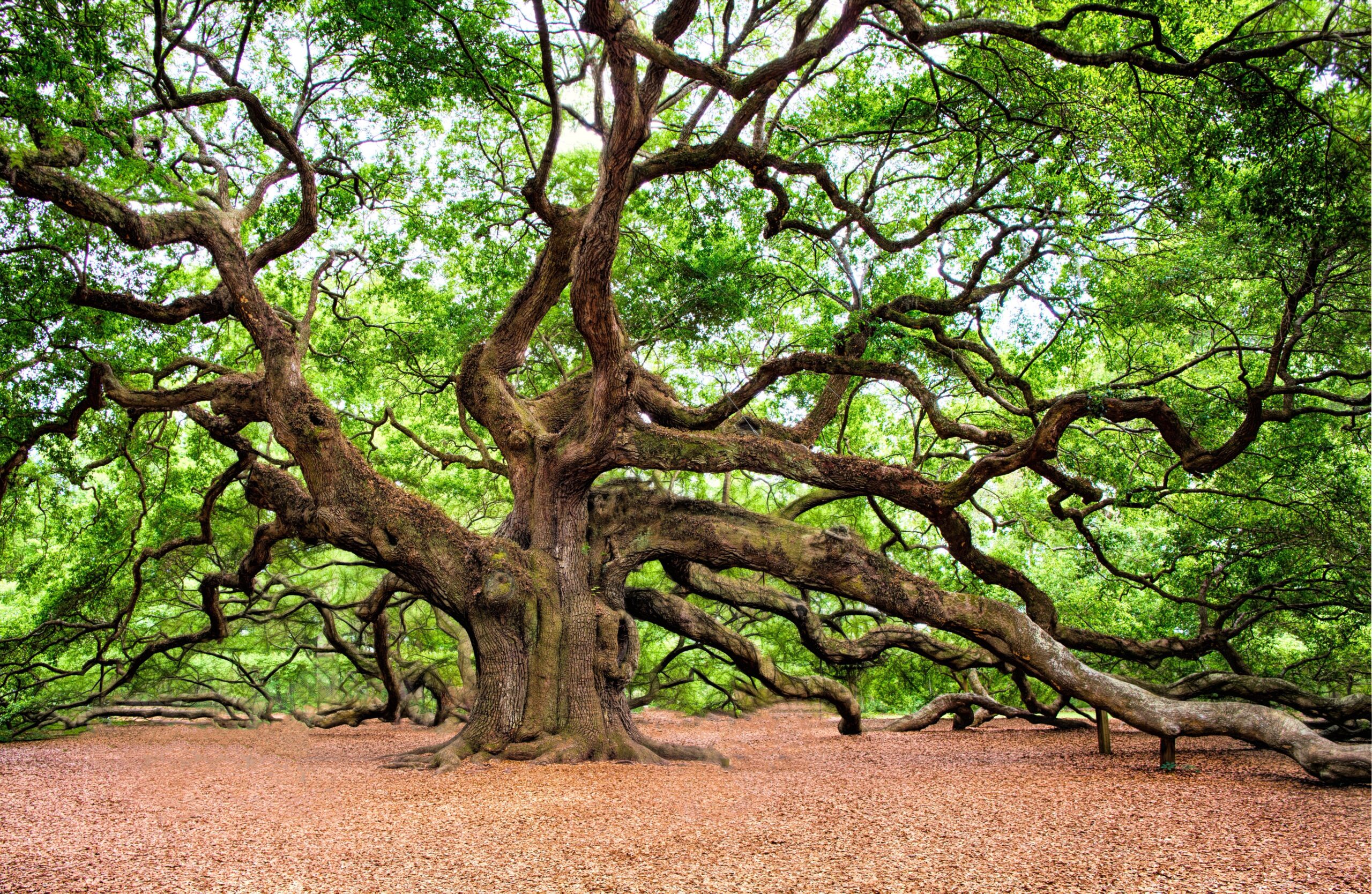 Help mee monumentale bomen te inventariseren