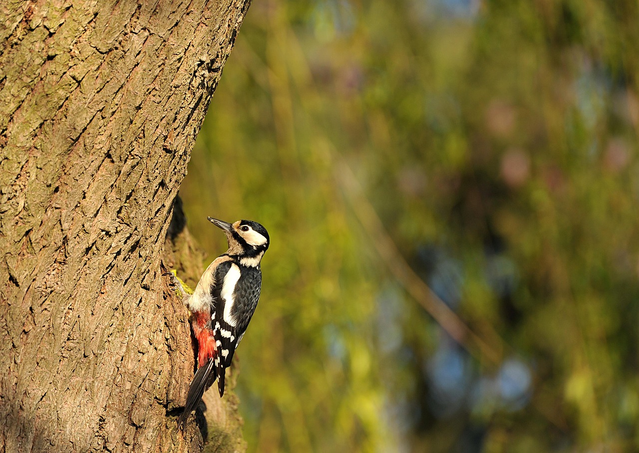 Vogel wandeling in de Ruigte (Broekpolder Vlaardingen)