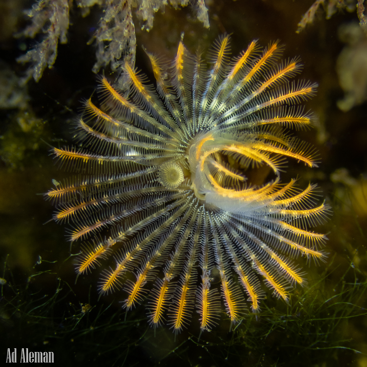 Strandwerkgroep zeedieren en wieren excursie